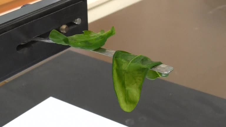 Swedish researchers put the crunch back into frozen vegetables