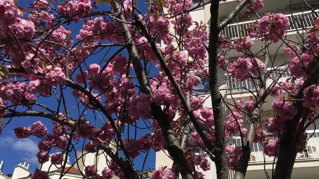 Pink cherry blossoms like popcorn.