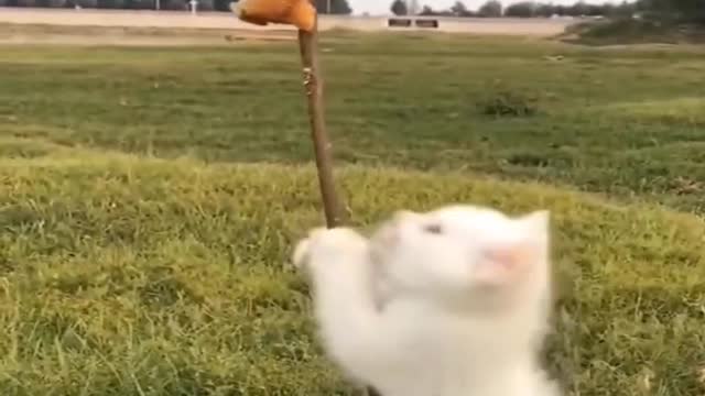 little kitten trying to climb up a stick #kitten #cutecat