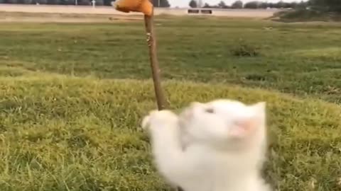 little kitten trying to climb up a stick #kitten #cutecat