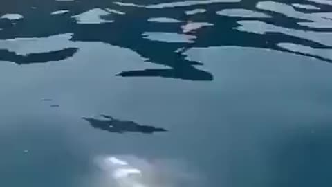 A Fish That Loves Humans