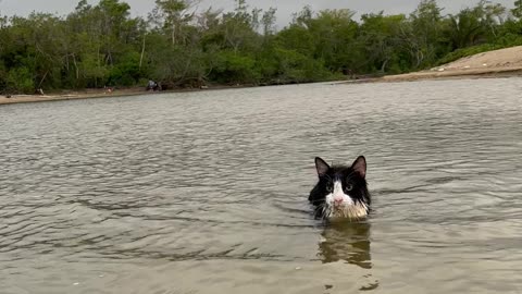 Cat Goes For a Swim