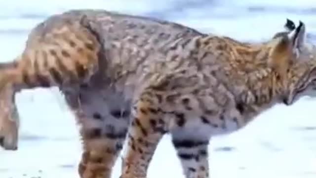 Tiger Pub Jump Viral Animals Video Clip #Funny Animals #Shorts #cortos