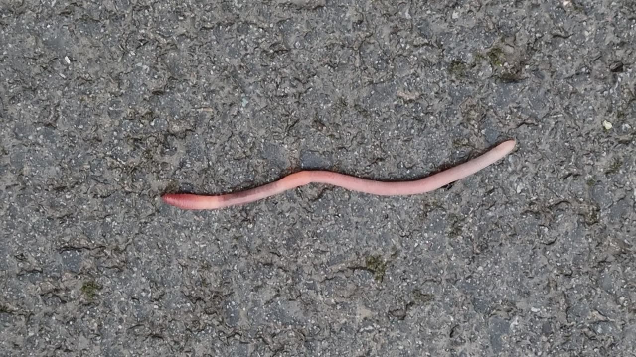 An Earthworm In Wales On A Pavement