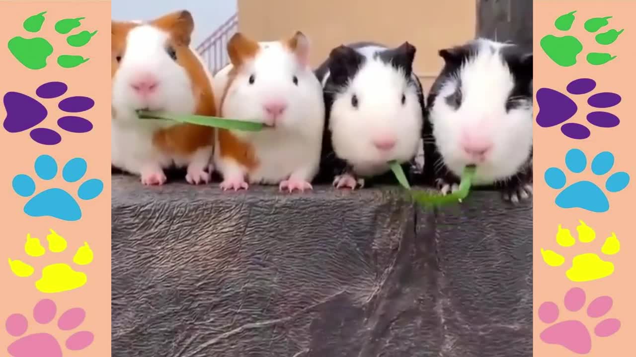 Cute animals having fun