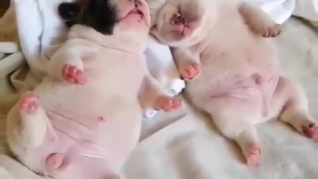 Two newborn dog