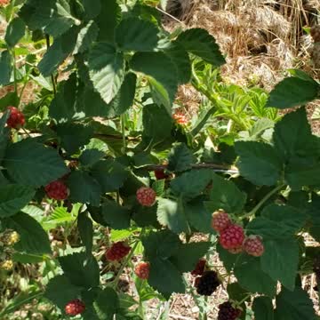 Blackberry season