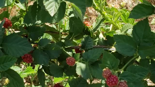 Blackberry season