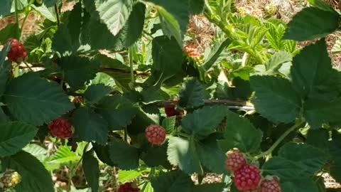 Blackberry season