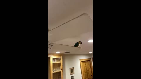 Parrot whistles and dances on moving ceiling fan