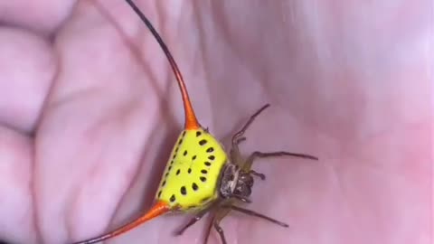 Bull horned spider