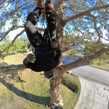 Spider Trump to the Rescue