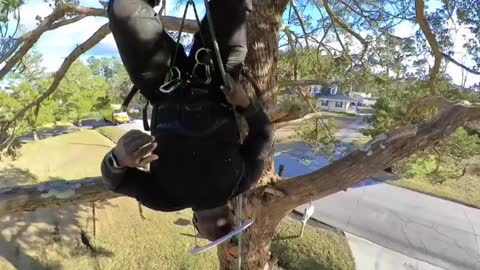 Spider Trump to the Rescue