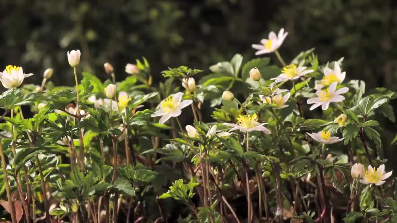 FLOWERS CAN DANCE!!! Amazing nature_ Beautiful blooming flower time lapse video