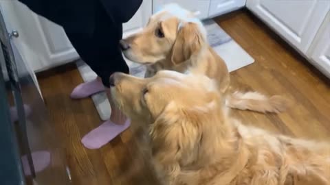 Golden Retrievers Boomer and Bella get HUGE bones to eat