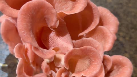 Pink Oyster Mushrooms: Nature's Stunning Beauty #’mushrooms