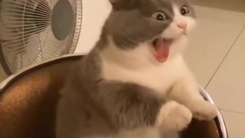 Funny cats