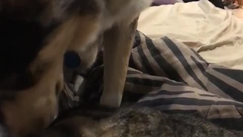 White dog licking grey cat while on bed