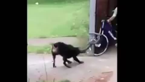 dog destroying bicycle