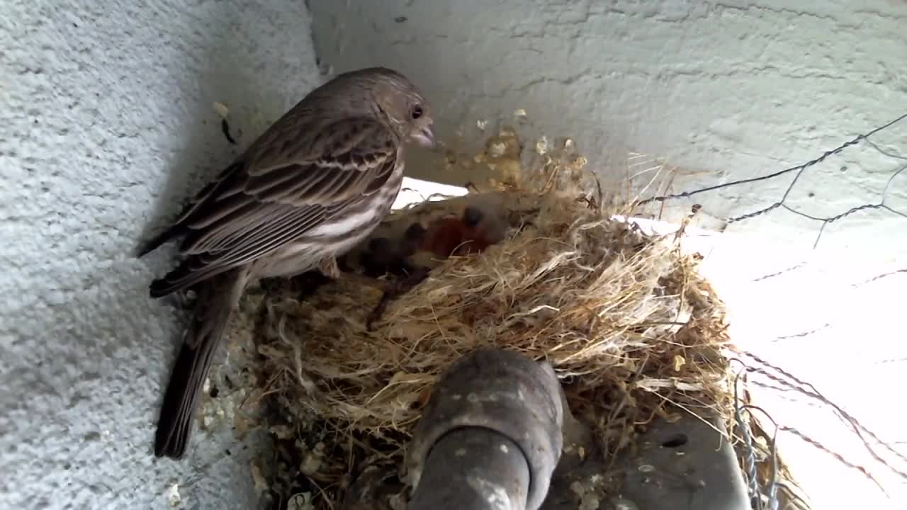 bird feeding and cleaning - bird feeding hygiene - keeping your bird feeders clean