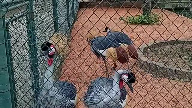 beautiful ornamental bird in Brazil