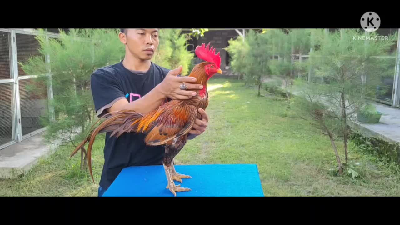 Rooster - Ninja fillano