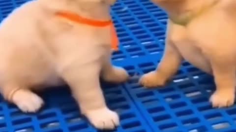 funny and cute pet | try not to say wow