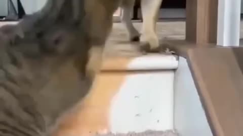 Laugh Out Loud with These Unbelievably Funny Animal Clips! 😆🐶🐱