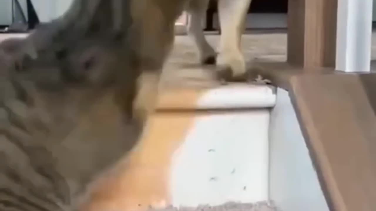 Laugh Out Loud with These Unbelievably Funny Animal Clips! ππΆπ±
