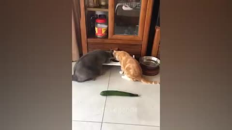 And you see how funny and exciting animal games are!