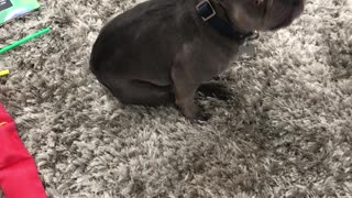 Bruno wants to play.