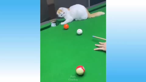 Snooker partner cat