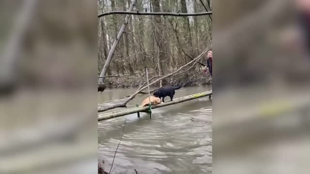 Dog Was Hoping To Get Some Assistance But