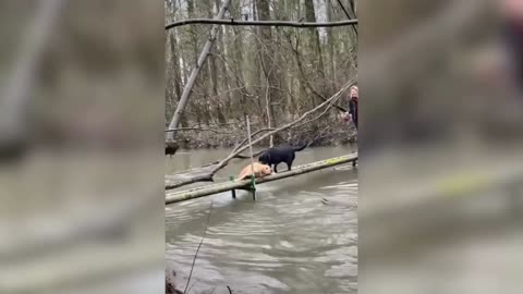 Dog Was Hoping To Get Some Assistance But