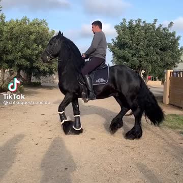 Horse doing michael jackson