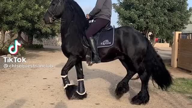 Horse doing michael jackson