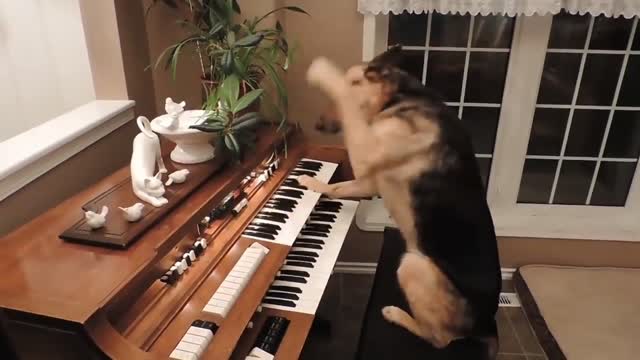 Intelligent Dog Playing Piano