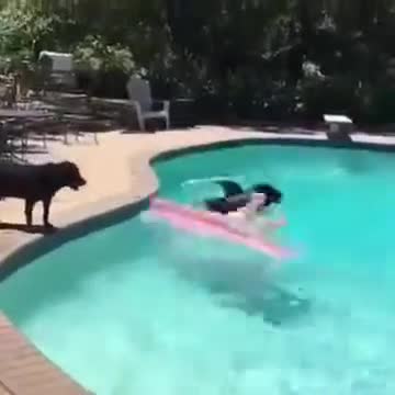 .Shark Attack! (VINE) 2015!