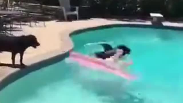 .Shark Attack! (VINE) 2015!