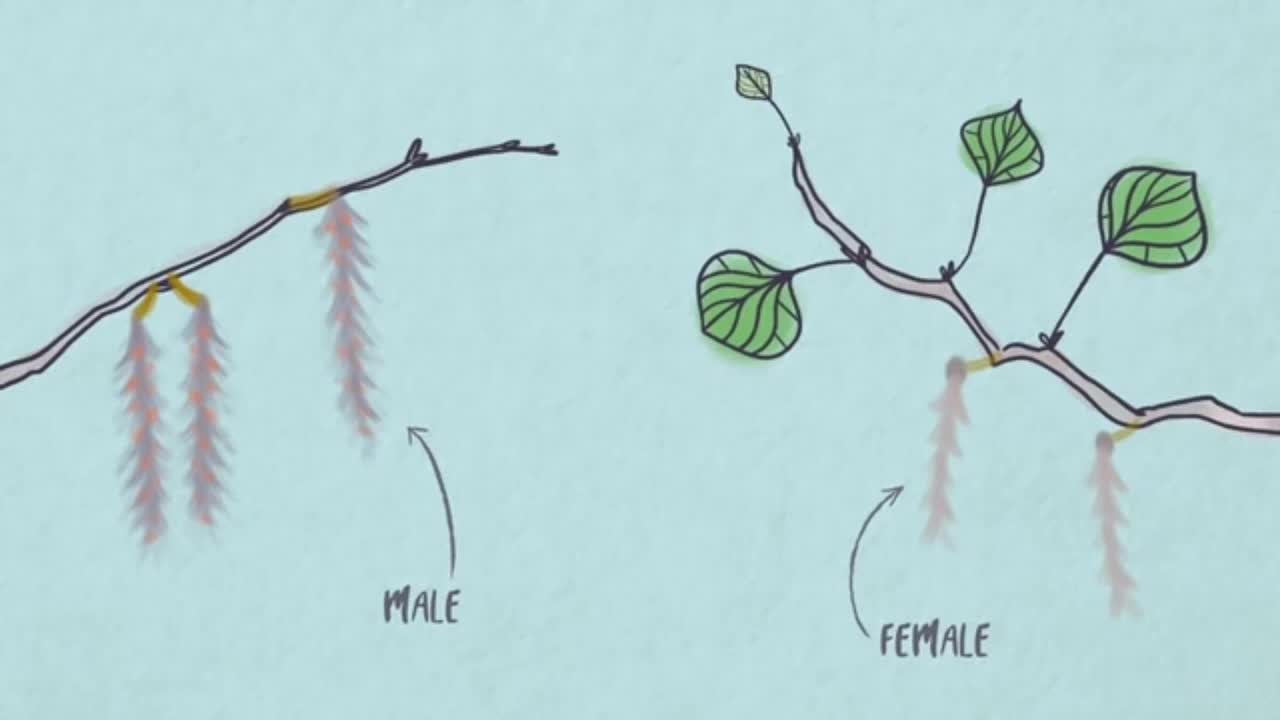 Sexual reproduction allows trees to move from one place to another