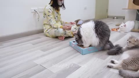 Funny Cat Videos🐱