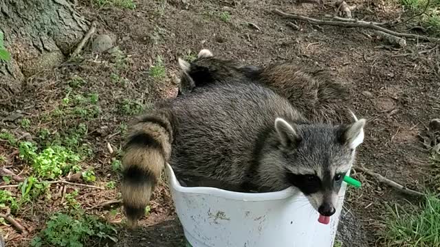 Battle for bath