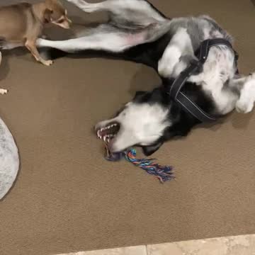 Come one, come all to see two wonderful dogs getting along!