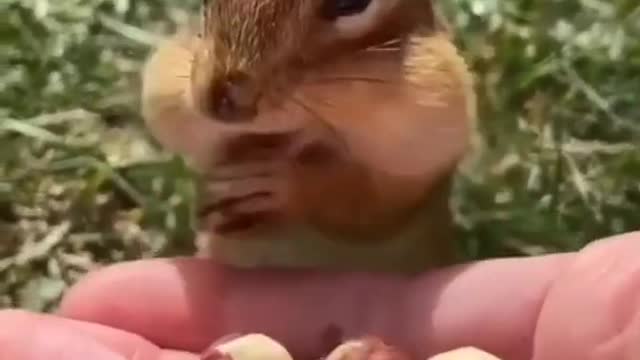 Cute squirrel eat nuts