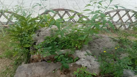 This stone is covered with small plants