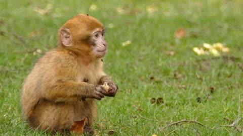 Funny monkey eating