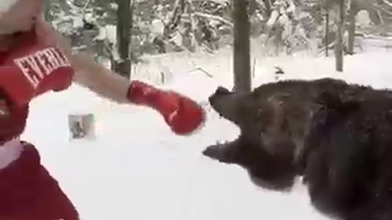 Russian boxer Igor spars with 5-year-old bear, Tom, in Moscow video