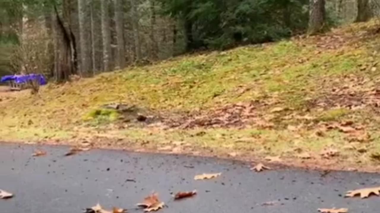 try not to laugh funny animals funny videos