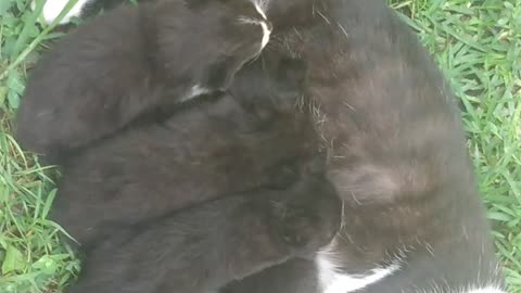 Kittens first appearance and feeding