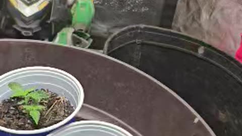 Shark the Capo weed feind breaks into the weed tent and plunders my bong